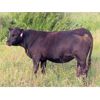 Image 11 : Lamb Cattle Company - 950# September Grass Heifers - 255 Head (Hanley, SK)