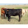 Image 12 : Lamb Cattle Company - 950# September Grass Heifers - 255 Head (Hanley, SK)