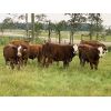 Image 1 : R-Five Simmentals - 800# Steer Calves - 75 Head (Hoadley, AB)