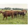 Image 4 : R-Five Simmentals - 800# Steer Calves - 75 Head (Hoadley, AB)