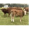 Image 5 : R-Five Simmentals - 800# Steer Calves - 75 Head (Hoadley, AB)