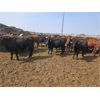 Image 2 : Highway 21 Feeders - 800# September Yearling Steers - 195 Head (Acme, AB)