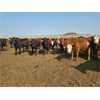 Image 3 : Highway 21 Feeders - 800# September Yearling Steers - 195 Head (Acme, AB)