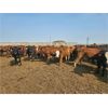 Image 2 : Highway 21 Feeders - 800# November Yearling Steers - 320 Head (Acme, AB)