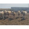 Image 2 : Highway 21 Feeders - 800# October Yearling Steers - 65 Head (Acme, AB)