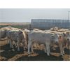 Image 3 : Highway 21 Feeders - 800# October Yearling Steers - 65 Head (Acme, AB)