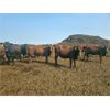 Image 2 : Highway 21 Feeders - 800# October Yearling Heifers - 525 Head (Acme, AB)