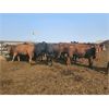 Image 3 : Highway 21 Feeders - 800# October Yearling Heifers - 525 Head (Acme, AB)