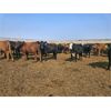 Image 1 : Highway 21 Feeders - 800# November Yearling Heifers - 450 Head (Acme, AB)