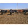 Image 2 : Highway 21 Feeders - 800# November Yearling Heifers - 450 Head (Acme, AB)