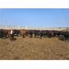 Image 3 : Highway 21 Feeders - 800# November Yearling Heifers - 450 Head (Acme, AB)