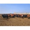 Image 4 : Highway 21 Feeders - 800# November Yearling Heifers - 450 Head (Acme, AB)