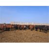 Image 5 : Highway 21 Feeders - 800# November Yearling Heifers - 450 Head (Acme, AB)