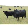 Image 2 : Jason Stimson - 530# Steer Calves - 70 Head (Leader, SK)