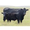 Image 3 : Jason Stimson - 530# Steer Calves - 70 Head (Leader, SK)