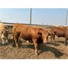Image 4 : Coro View Farms - 1000# August Yearling Steers - 100 Head (Scandia, AB)