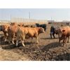 Image 6 : Coro View Farms - 1000# August Yearling Steers - 100 Head (Scandia, AB)