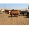 Image 1 : Coro View Farms - 900# August Yearling Heifers - 130 Head (Scandia, AB)