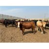 Image 5 : Coro View Farms - 900# August Yearling Heifers - 130 Head (Scandia, AB)