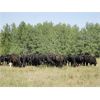 Image 1 : DJC Ranch - 925# October Grass Steers - 67 Head (Rabbit Lake, SK)