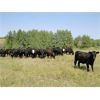 Image 4 : DJC Ranch - 925# October Grass Steers - 67 Head (Rabbit Lake, SK)