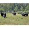 Image 6 : DJC Ranch - 925# October Grass Steers - 67 Head (Rabbit Lake, SK)