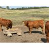 Image 10 : Veteran Farming Co. - 710# Steer Calves - 260 Head (Veteran, AB)