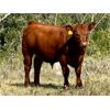 Image 2 : Veteran Farming Co. - 710# Steer Calves - 260 Head (Veteran, AB)