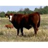 Image 4 : Veteran Farming Co. - 710# Steer Calves - 260 Head (Veteran, AB)