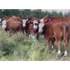Image 2 : 4M Cattle Co. - 770# Steer Calves - 80 Head (Stauffer, AB)