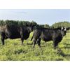 Image 5 : 4M Cattle Co. - 770# Steer Calves - 80 Head (Stauffer, AB)