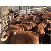 Image 6 : 4M Cattle Co. - 770# Steer Calves - 80 Head (Stauffer, AB)