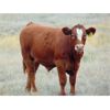 Image 3 : Lonnie Thorson - 680# Steer Calves - 60 Head (Hays, AB)