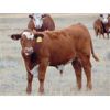 Image 8 : Lonnie Thorson - 680# Steer Calves - 60 Head (Hays, AB)
