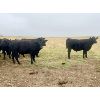 Image 5 : Kings Corner Farms - 780# Aug/Sept Grass Steers - 71 Head (Corning, SK)