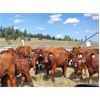 Image 2 : OK Ranch - 625# Steer Calves - 200 Head (Big Bar, BC)
