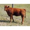 Image 7 : OK Ranch - 565# Heifer Calves - 95 Head (Big Bar, BC)
