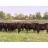 Image 2 : Houston Farms - 800# August Grass Heifers - 100 Head (Eckville, AB)