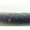 Image 3 : Houston Farms - 800# August Grass Heifers - 100 Head (Eckville, AB)