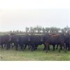 Image 5 : Houston Farms - 800# August Grass Heifers - 100 Head (Eckville, AB)