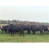 Image 6 : Houston Farms - 800# August Grass Heifers - 100 Head (Eckville, AB)