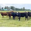 Image 1 : Scott Odgers - 1000# September Grass Steers - 62 Head (Caroline, AB)