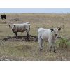 Image 7 : Strickland Cattle Co - 480# Heifer Calves - 75 Head (Milestone, SK)