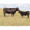 Image 11 : Allan & Janet Nameth - 650# Steer Calves - 90 Head (Cupar, SK) VBP+