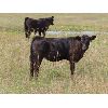 Image 13 : Allan & Janet Nameth - 650# Steer Calves - 90 Head (Cupar, SK) VBP+
