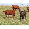 Image 1 : Allan & Janet Nameth - 650# Steer Calves - 90 Head (Cupar, SK) VBP+