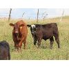 Image 2 : Allan & Janet Nameth - 650# Steer Calves - 90 Head (Cupar, SK) VBP+