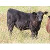 Image 5 : Allan & Janet Nameth - 650# Steer Calves - 90 Head (Cupar, SK) VBP+
