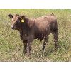 Image 6 : Allan & Janet Nameth - 650# Steer Calves - 90 Head (Cupar, SK) VBP+
