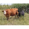 Image 7 : Allan & Janet Nameth - 650# Steer Calves - 90 Head (Cupar, SK) VBP+